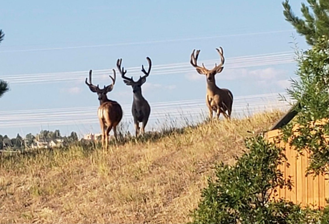 SAPPHIRE POINTE Your community in Castle Rock